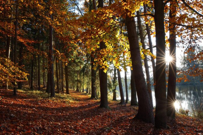 autumn-9251331_1280