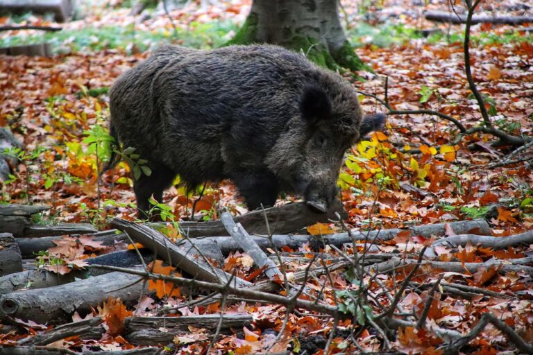 Afrikai sertéspestis Baranyában – fertőzött vaddisznót találtak Old közelében