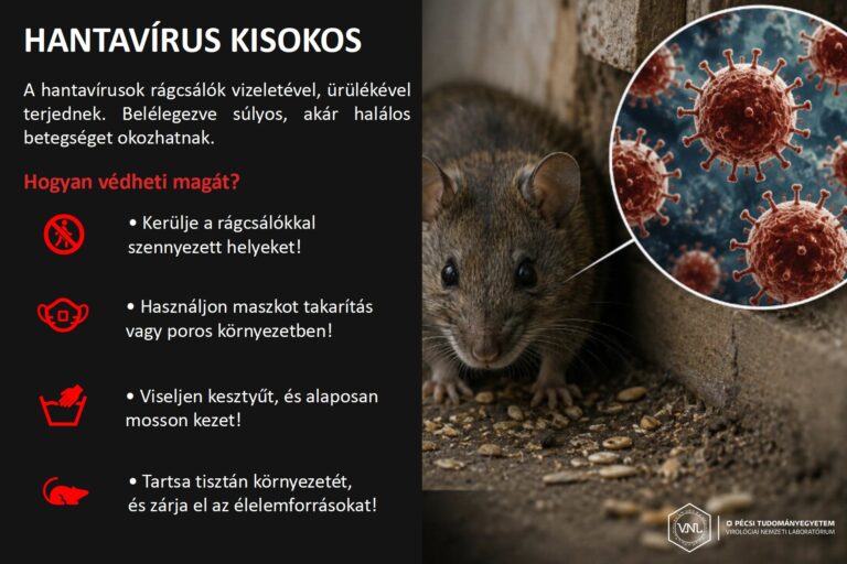 Hantavírus: mennyire kell tartanunk tőle? – A pécsi virológusok szerint a megelőzés a legfontosabb