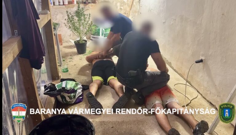 Cannabisültetvényt számoltak fel Majson – VIDEÓ