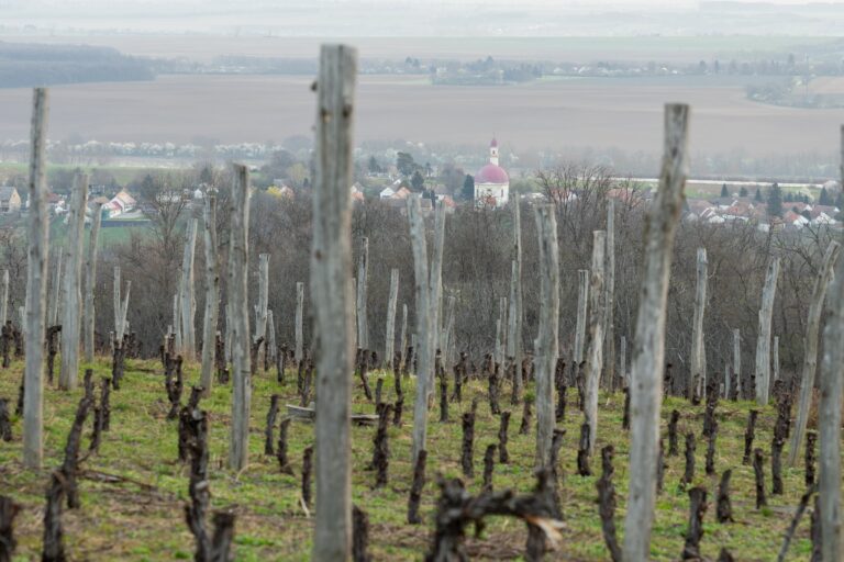 Palkonyai borász fejlesztése segíthet felismerni a szőlőt veszélyeztető betegséget